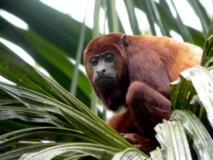 Howler Monkey