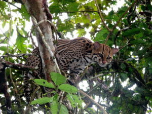 Ocelot