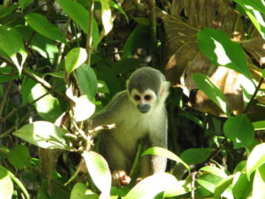 SquirreLMonkey